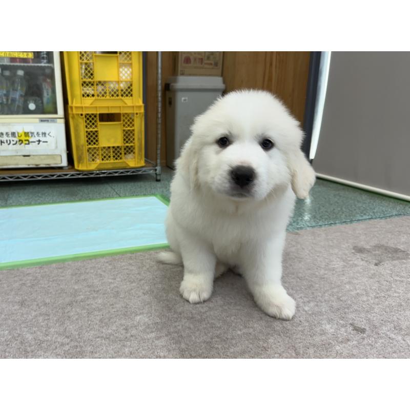 成約済の千葉県のグレートピレニーズ-394915の3枚目